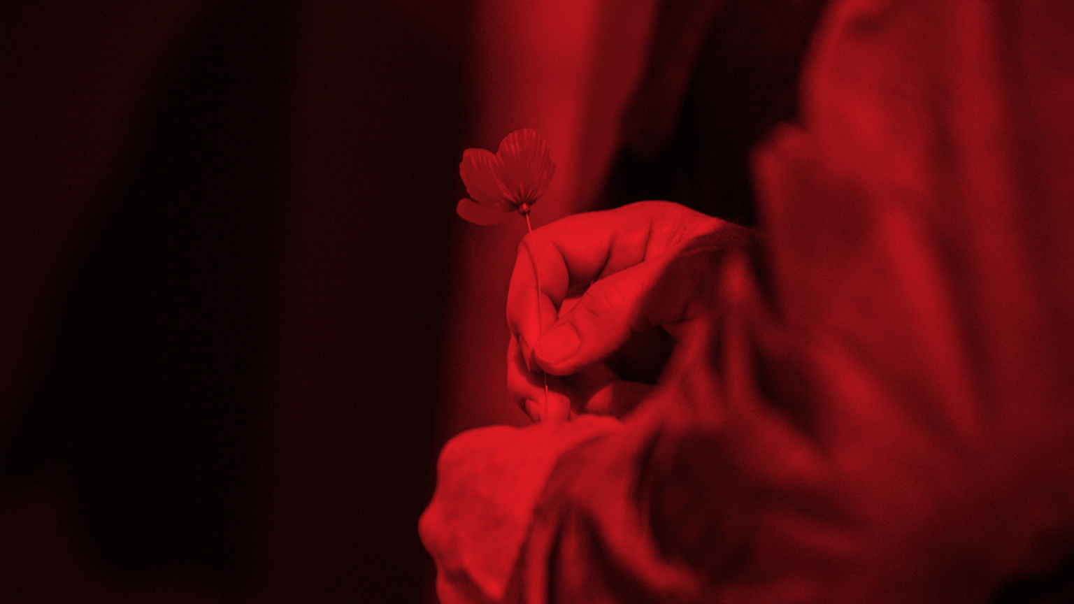 Holding a poppy in remembrance