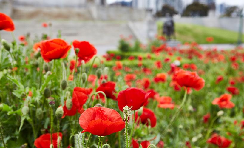 Red poppies in the Shrine's Legacy Garden