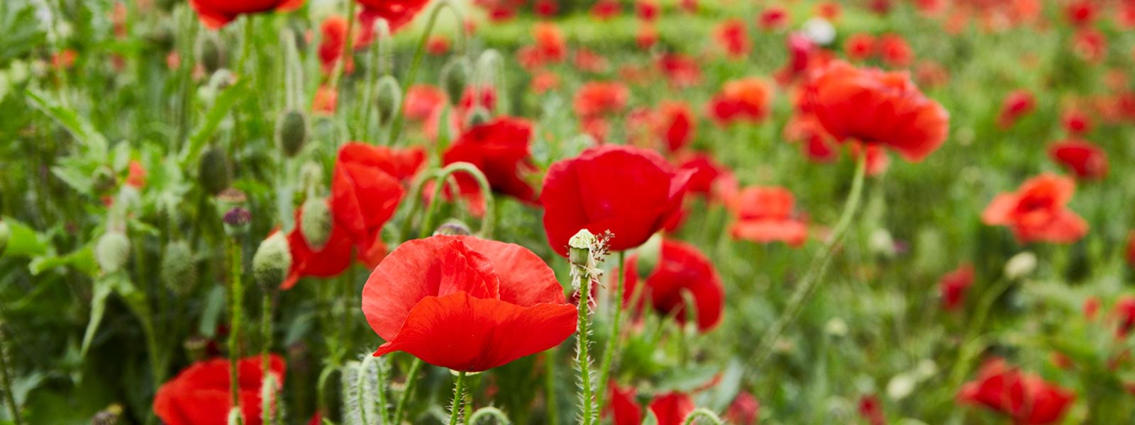 Red poppies in the Shrine's Legacy Garden