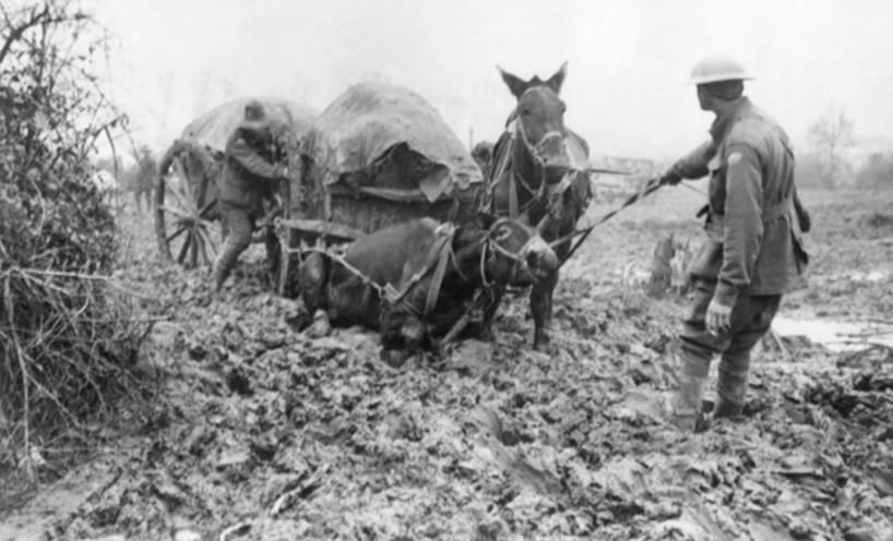 An Australian mule team, near Potijze Farm, Ypres 19 October 1917