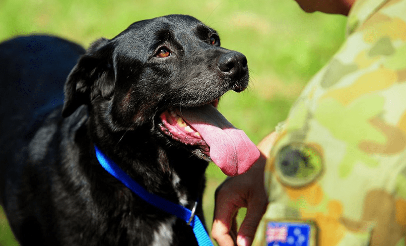 Service dog Sarbi looking up at this military soldier companion