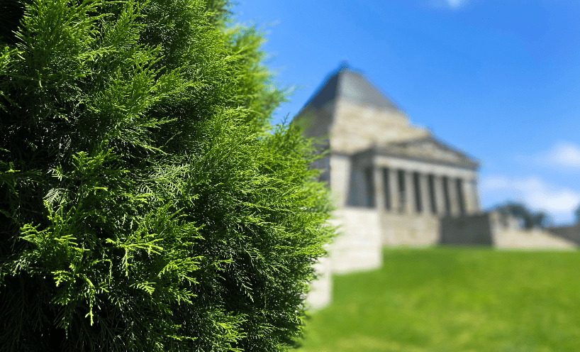 In the foreground of this photo is a close up of a green tree with lots of leaves. Blurred in the background, you can see the Shrine of Remembrance. 