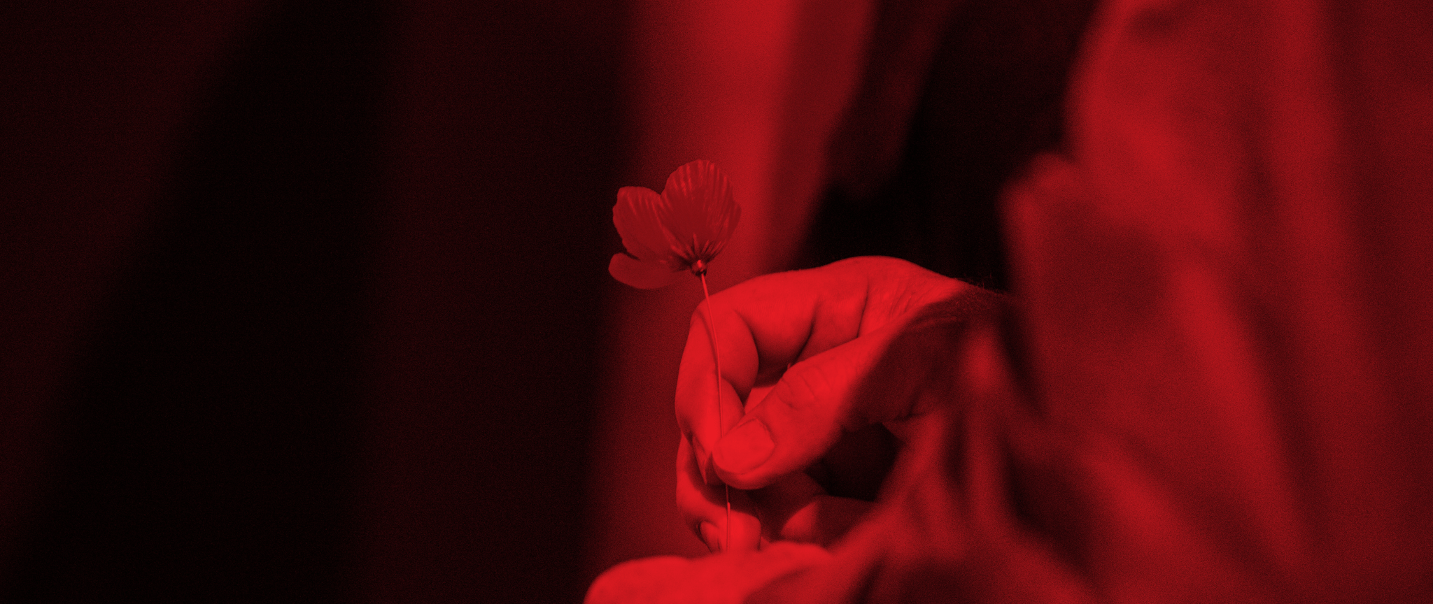 Holding a poppy in remembrance